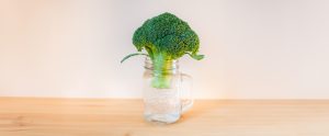 Broccoli in a jar of clean water